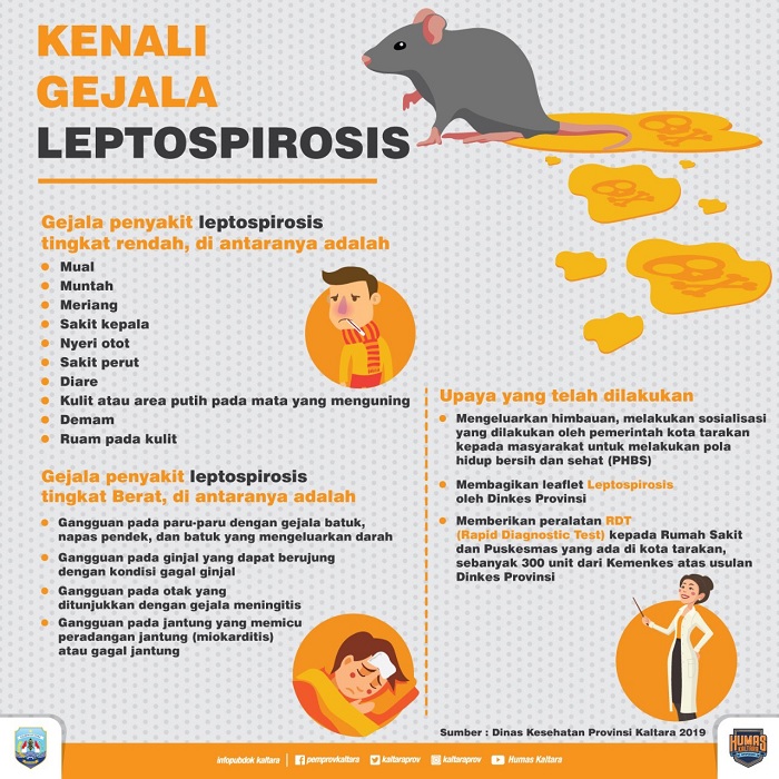 Infografis Gejala Leptospirosis. (Infografis dok. Humas Pemprov Kaltara)