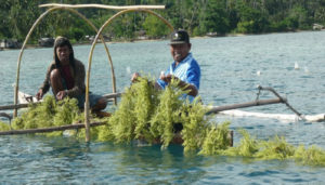 Dampak Virus Corona, Harga Jual Rumput Laut di Nunukan Terjun Bebas