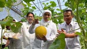 Harga Jual Tiga Kali Lipat, Gubernur Jatim Ajak Petani Kembangkan Melon Prima