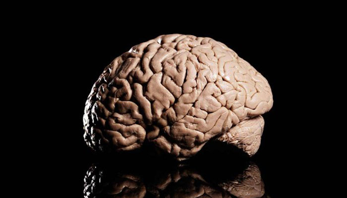 Ilustrasi Otak Manusia (Foto Istimewa)