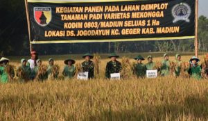 Panen Raya Tiba, Dandim Madiun: Petani Bekerja Mengabdi Kepda Bangsa dan Negara