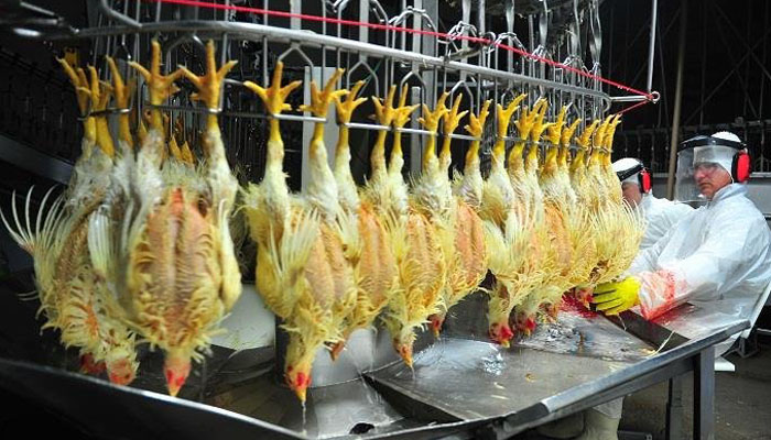 Ilustrasi Penyembelihan Ayam di Luar Negeri. (Foto Dok The Brazilian Report)