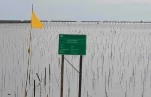 Selain Penahan Abrasi, Reboisasi Mangrove  Ditargetkan Juga Sebagai Ekowisata di Perbatasan