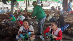 Cegah Corona, PPP Nunukan Bagikan Masker Kepada Para Pembudidaya Rumput Laut