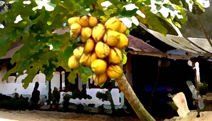 Pohon Pepaya dengan buah kelapa