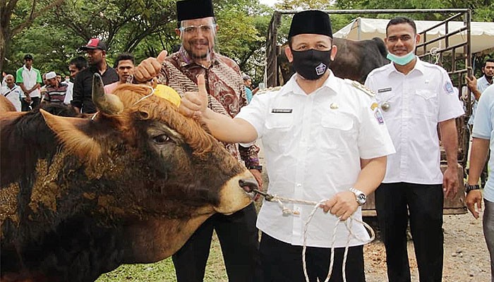Bupati dan Wakil Bupati Pidie Jaya bagikan hewan kurban Idul Adha 1441 H.