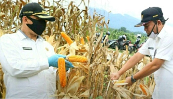 Bupati dan Wakil Bupati melakukan panen jagung