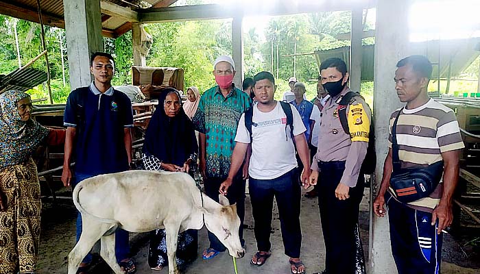 Masyarakat Drien Berumbang Abdya terima bantuan sapi dari dana desa.