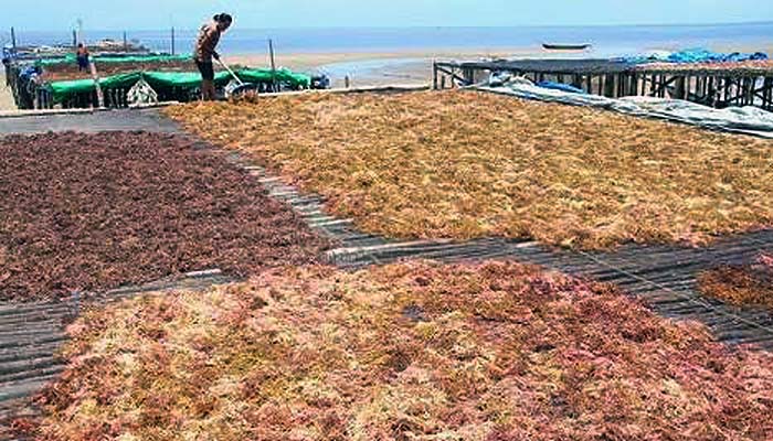 Anjloknya harga jual rumput laut akibat minimnya permintaan pasar.