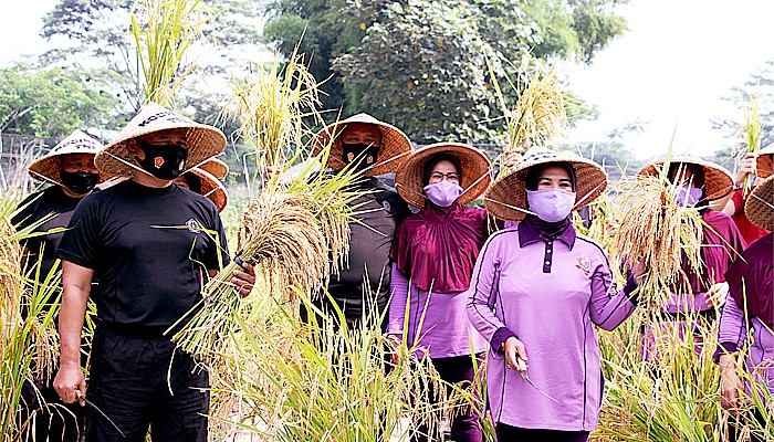 Kodiklat TNI panen padi dalam polybag di lahan ketahanan pangan Kodiklat TNI Serpong, Tangerang Selatan, Selasa (17/11).