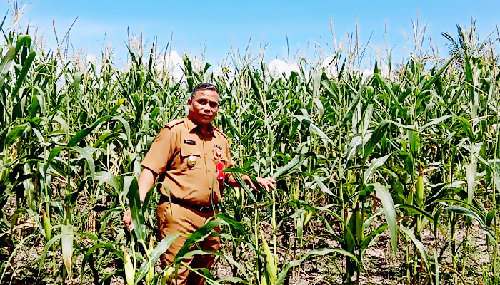 Mewujudkan jagung sebagai salah satu penyangga ekonomi di perbatasan.