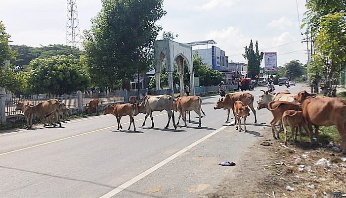 Hewan ternak bebas berkeliaran di Jalan Raya Banda Aceh-Medan.