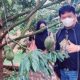 Durian Musangking Bawor Duri Hitam Booming di Malang Raya, Agusdono: Perlu Pembinaan Pemerintah