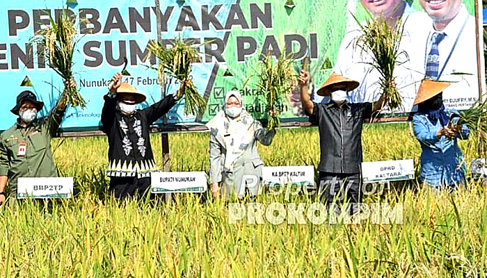 Wakil Bupati Nunukan panen perdana padi Genjah di Kelurahan Tanjung Harapan.