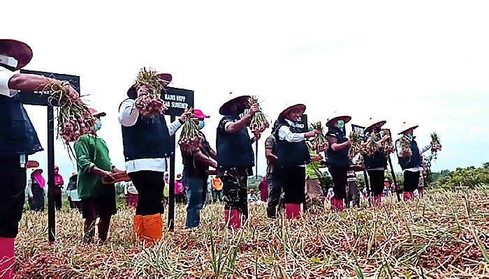 Bersama masyarakat Basoka, Bupati Sumenep Ahmad Fauzi panen bawang merah