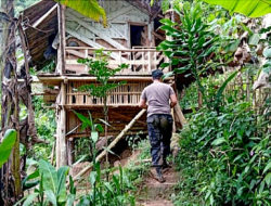 Ditemukan Ladang Ganja Seluas 10 Hektar di Kabupaten Cianjur
