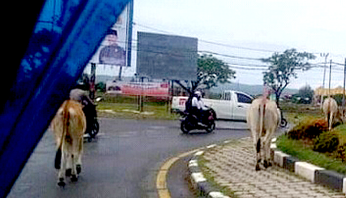 Kawanan Sapi di Tugu Simpang Mesra membuat resah pengendara