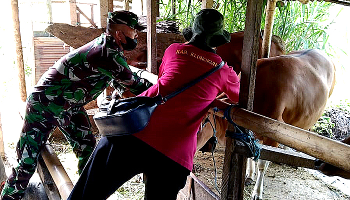 TNI gelar deteksi dini dan vaksinasi 185 ekor sapi di desa Tusan.