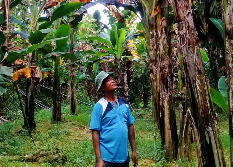 Kebun Pisang Warga Kecamatan Pragaan Terjangkit Virus, Petani Merugi
