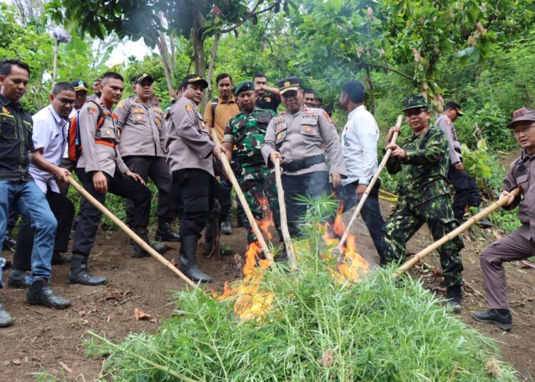 Kapolres Pidie Jaya Pimpin pemusnahan ladang ganja