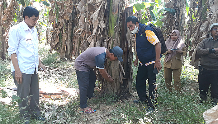 DKPP Sumenep Bantu Petani Atasi Penyakit pada Tanaman Pohon Pisang
