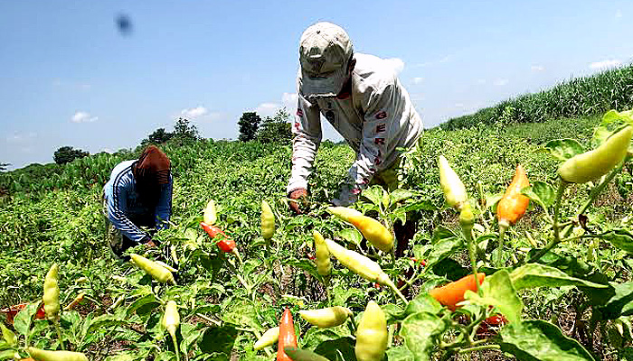 Desa Pakamban Laok: Menggali Potensi Pertanian Holtikultura untuk Masa Depan yang Berkelanjutan