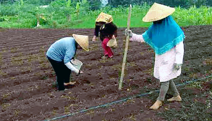 Petani Berharap Bantuan Bibit Jagung Diawal Musim Hujan