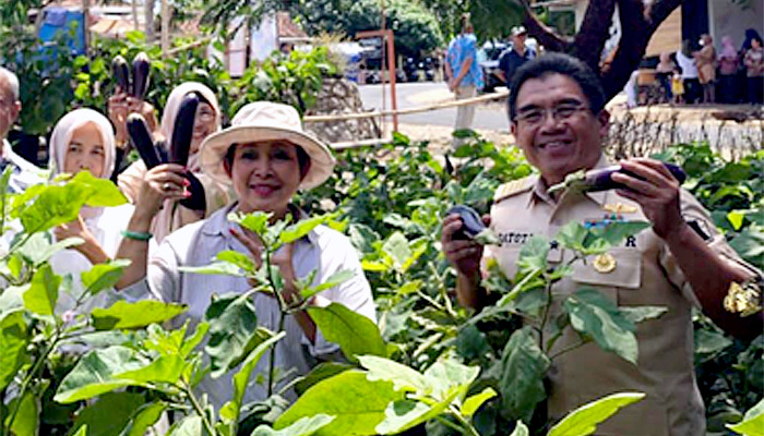 Titiek Soeharto Ikut Kegiatan Panen Raya Terong di Desa Candirejo