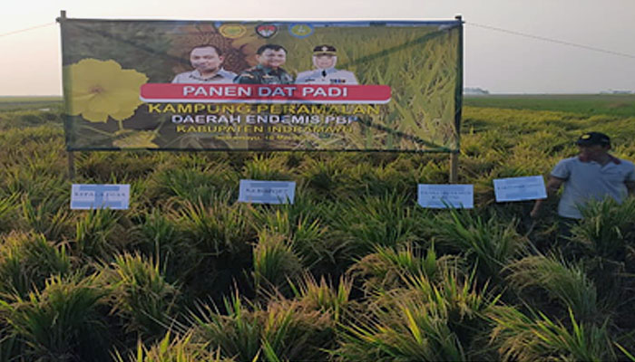 Panen Padi Tanam Perdana Program Forecasting Smart Ecovillage Kolaborasi BAIS TNI dan BBPOPT
