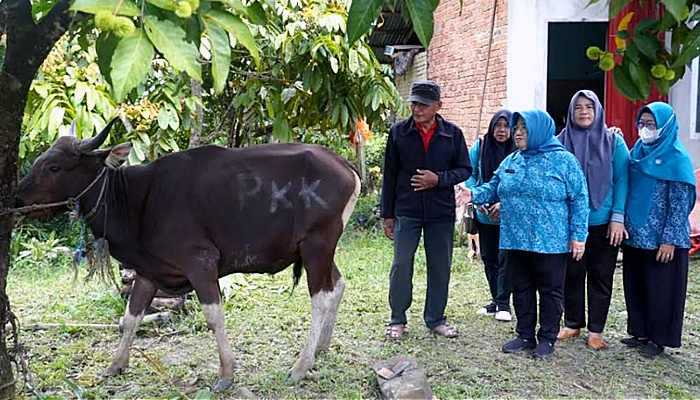 Ketua TP PKK Kabupaten Nunukan, Serahkan 1  Ekor Sapi Kurban