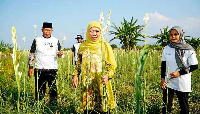 Panen Bunga Sedap Malam di Pasuruan, Khofifah Sebut Petani Milenial Jatim Tertinggi di Indonesia