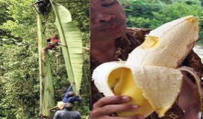 Pisang raksasa ditemukan di Papua. Foto: Facebook