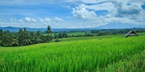 Hamparan sawah/Foto via flicker