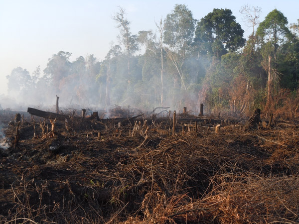 Lahan gambut terbakar/Ilustrasi/Foto via mongabay