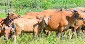 Peternakan Sapi di Kalimantan Timur / Nunsataranews / Dok. duniaternak