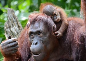 Orangutan/AFP Photo/Roslan Rahman