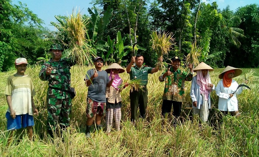 Program Pendampingan Ketahanan Pangan Digalakan oleh Babinsa Pecoro dan PPL/Foto nusantaranews