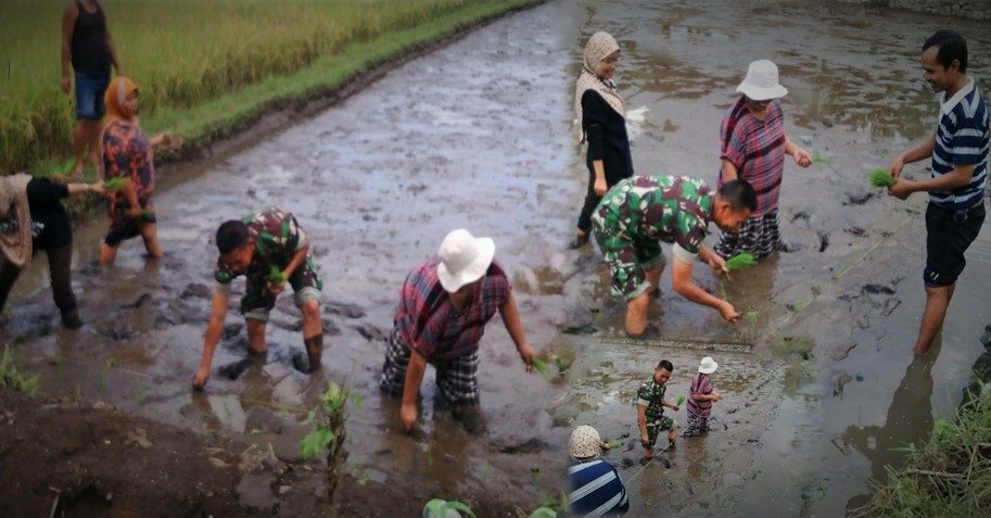 Babinsa Silo Bersama PPL Lakukan Pendambingan Intensif Pok Tani Nuzu/Ilustrasi Foto nusantaranews