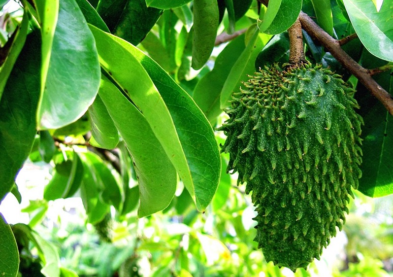 Buah dan Daun Sirsak/Foto Istimewa/Emer