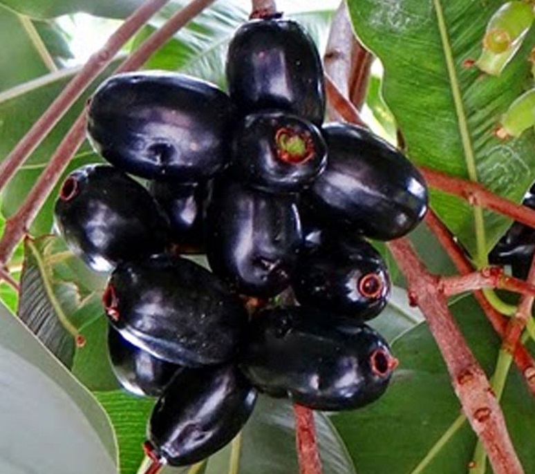 Buah Juwet (jamblang)/Foto Istimewa