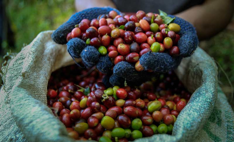 Kopi Arabika Khas Bondowoso/Foto istimewa