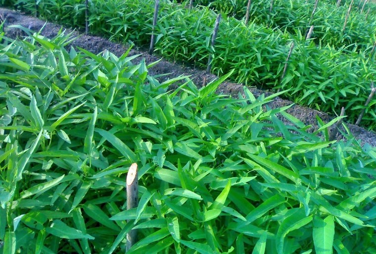 Tanaman Kangkung/Foto Emer