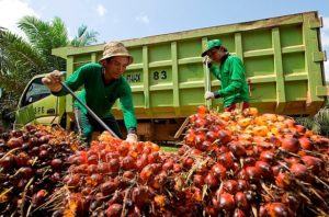 Beberapa pekerja sedang memasukan Kelapa Sawit ke truk/Foto istimewa