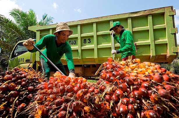 Beberapa pekerja sedang memasukan Kelapa Sawit ke truk/Foto istimewa