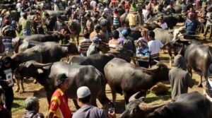 Suasana Pasar Kerbau di Toraja/Foto nusantantaranews via harnas