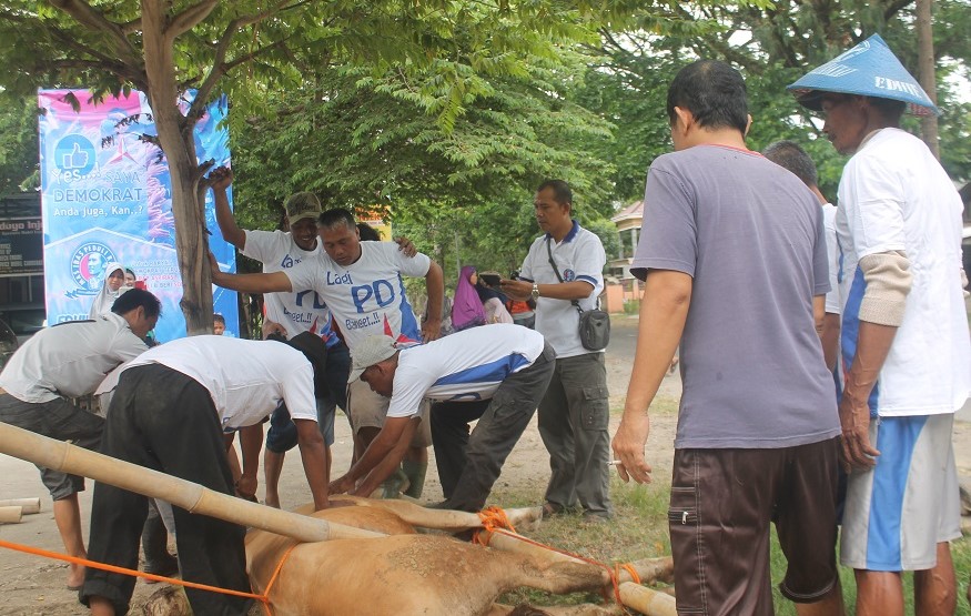 Sapi Kurban Ibas/Foto nusantaranews/Nur