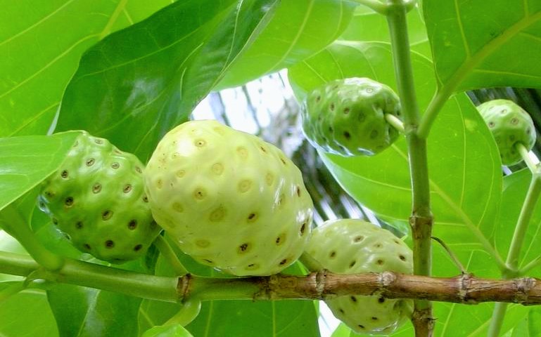 BUAH MENGKUDU/FOTO: EMER