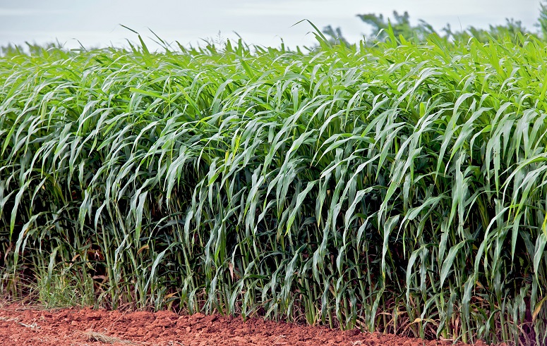 Bahan Baku Energi Terbarukan, Rumput Gajah/Foto: bioenergycrops.com