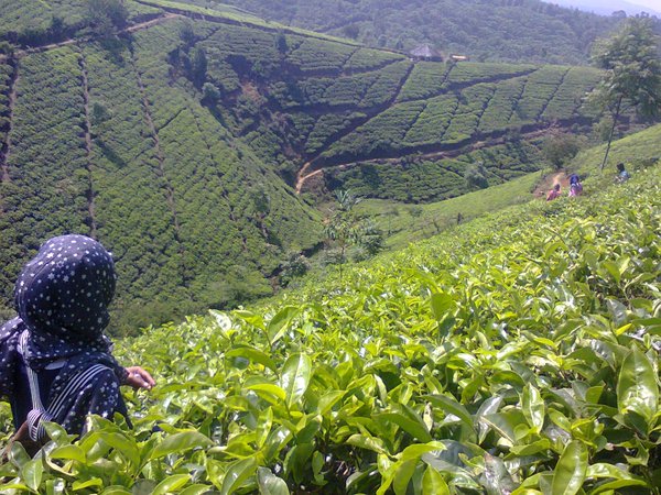 Kebun Teh Cipasung Majalengka Foto Dok. @Ipu_adam