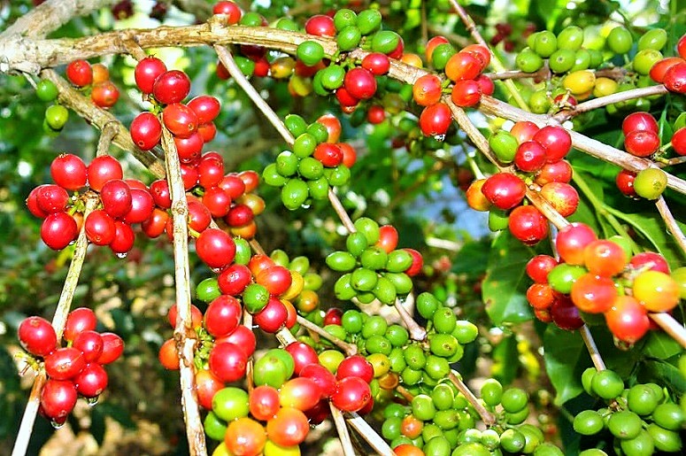 Kopi Arabika Indonesia. (Foto: bumn.go.id)